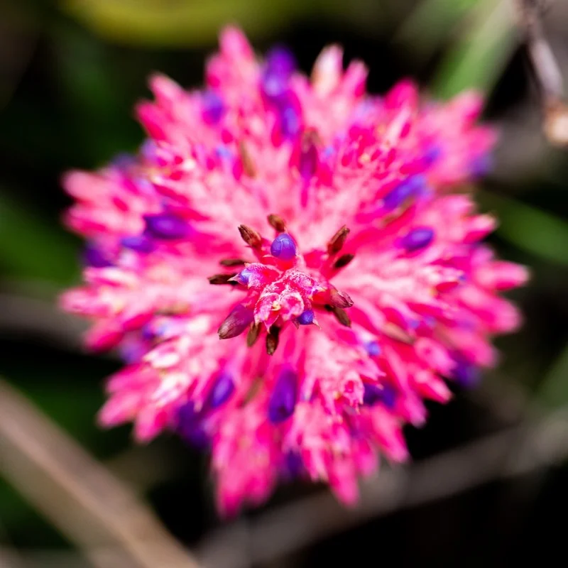 Inflorescência rosa e violeta de Aechmea distichantha vista de cima