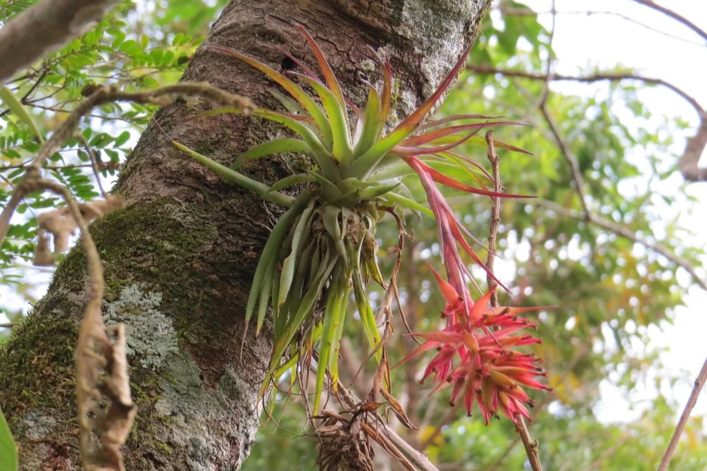 Bromélia epífita florida fixada no tronco de uma árvore, com o dossel ao fundo