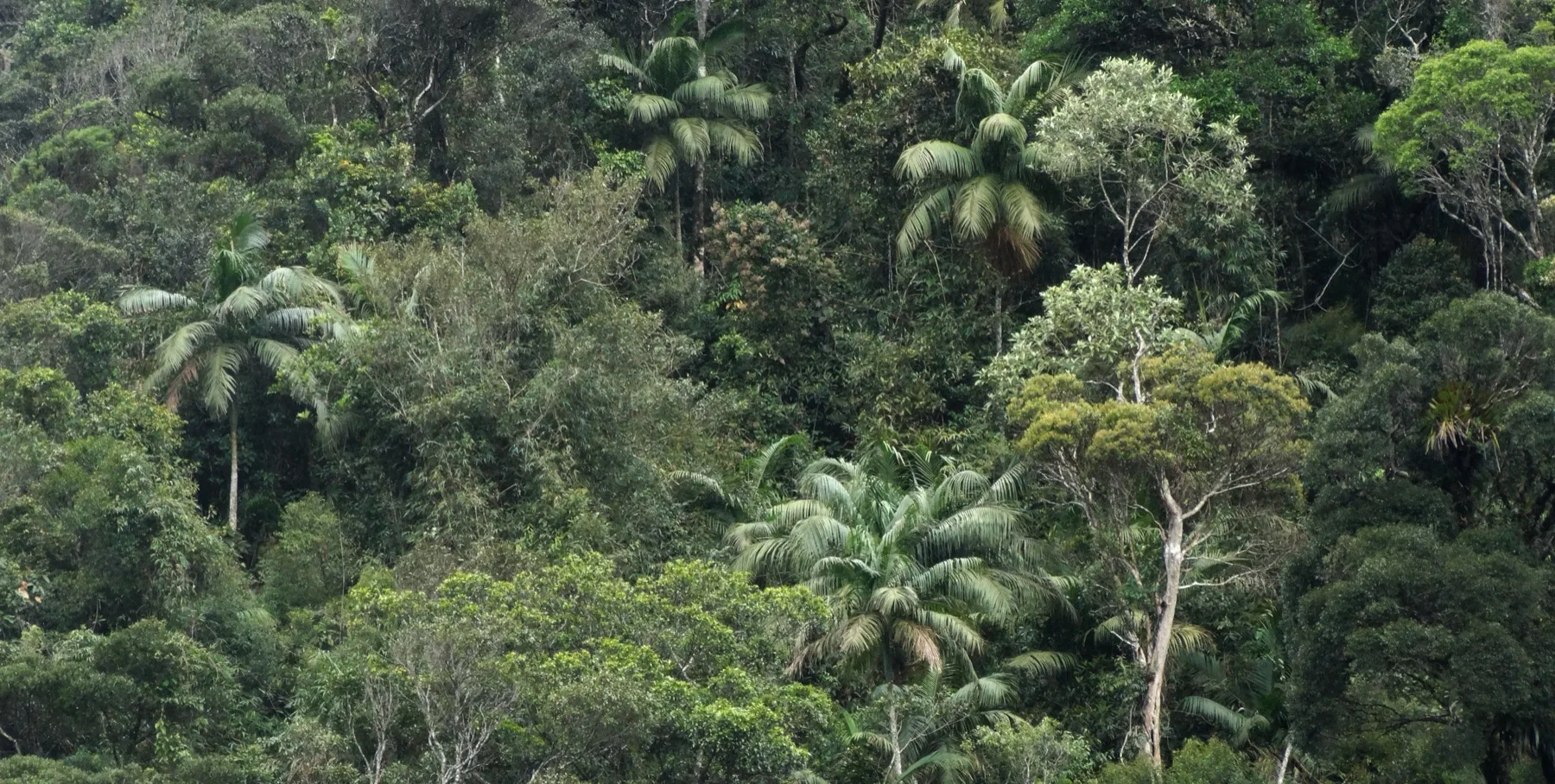 Dossel de Floresta Ombrófila Densa na Mata Atlântica, com palmeiras e copas de árvores em camadas