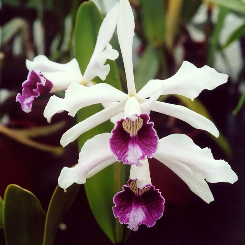 Flor de Cattleya purpurata, de pétalas brancas e labelo púrpura intenso