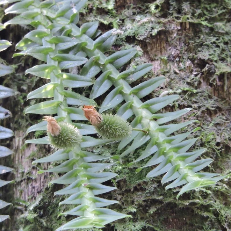 Hastes de Dichaea pendula sobre tronco coberto de musgo, com folhas dispostas em duas fileiras como uma samambaia