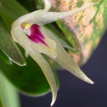 Flor miúda de Octomeria estrellensis, esbranquiçada com labelo púrpura, junto à folha
