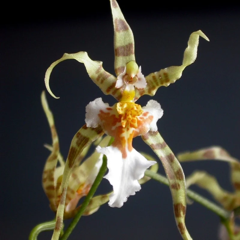 Flor de Phymatochilum brasiliense, com pétalas e sépalas longas e estreitas malhadas de verde e marrom