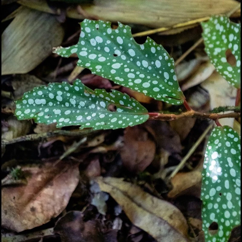 Folhas de begônia nativa salpicadas de prata sobre a serapilheira da mata