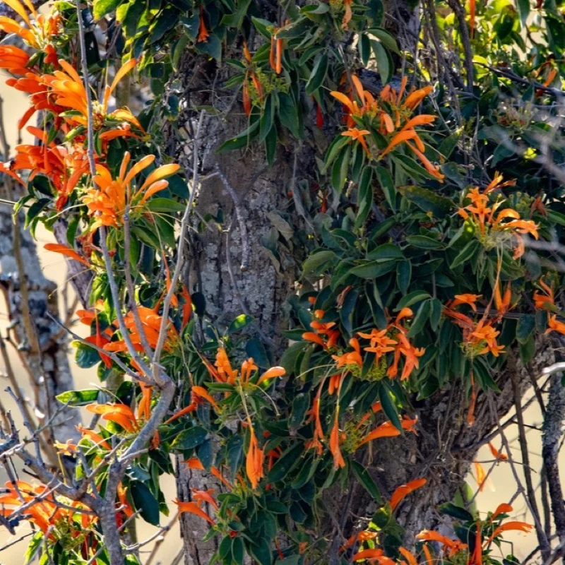 Cipó-de-são-joão cobrindo um tronco com florada laranja intensa
