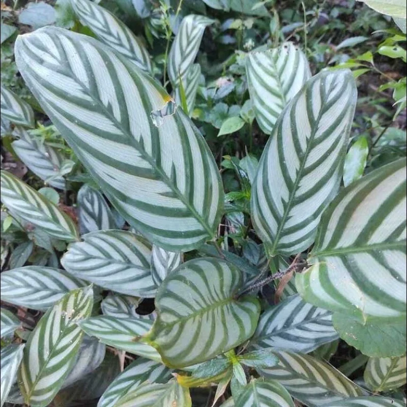 Folhas de Ctenanthe com desenho listrado em verde e prata, em maciço de meia-sombra