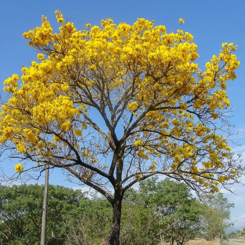 Ipê nativo em plena floração amarela, com a copa sem folhas coberta de flores contra o céu azul