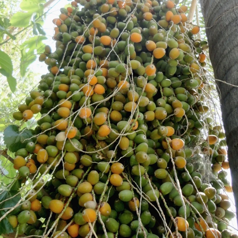 Cacho de frutos alaranjados de jerivá pendendo junto ao estipe da palmeira