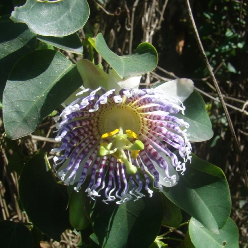 Flor de maracujá nativo aberta, com filamentos brancos e roxos em coroa
