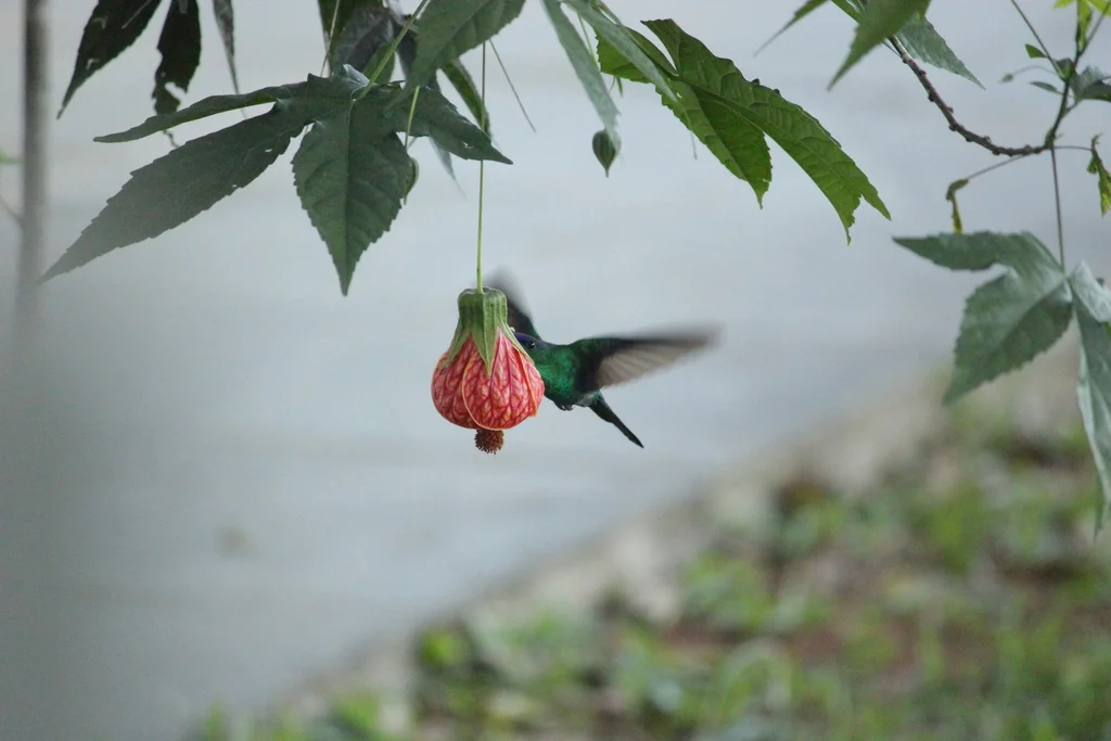 Beija-flor-tesoura em voo, com o bico dentro de uma flor pendente, junto à folhagem