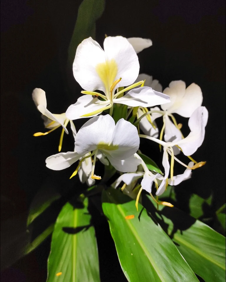 Flores brancas e perfumadas de lírio-do-brejo sobre as folhas largas da touceira