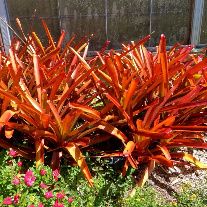 Maciço de Aechmea blanchetiana com folhas alaranjadas intensas sob sol pleno