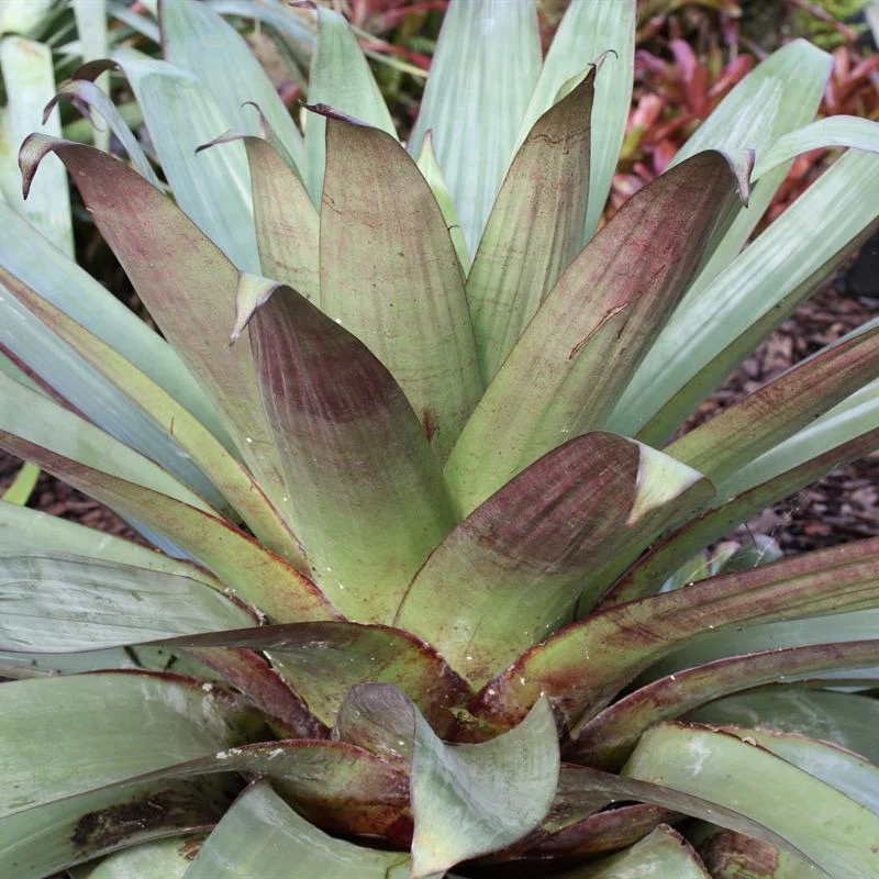 Roseta larga de Alcantarea imperialis, com folhas verde-acinzentadas e base avermelhada