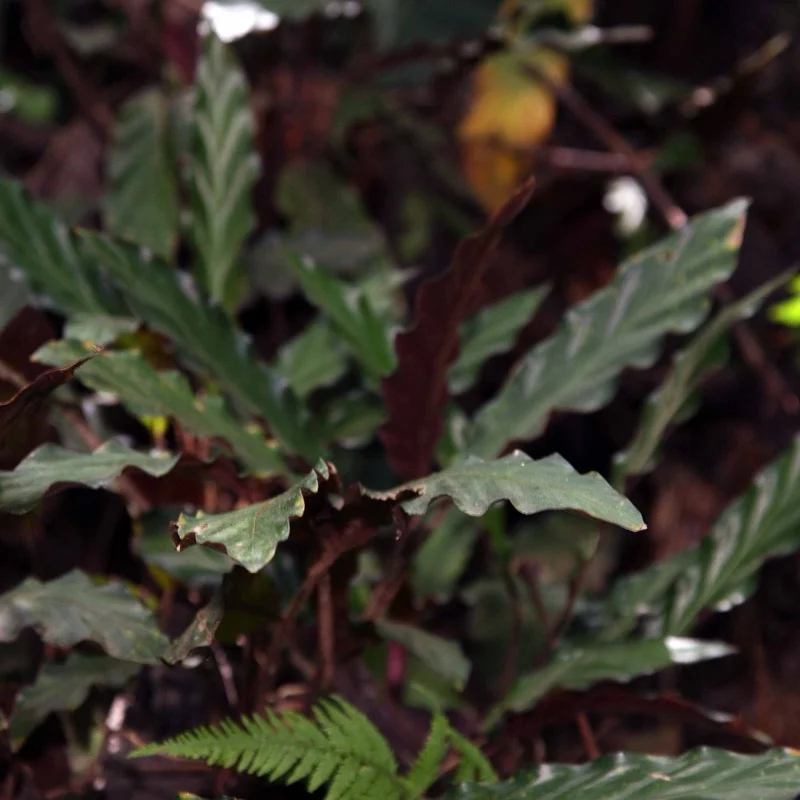 Folhagem de Goeppertia em meia-sombra, com folhas onduladas verde-escuras e reverso vinho