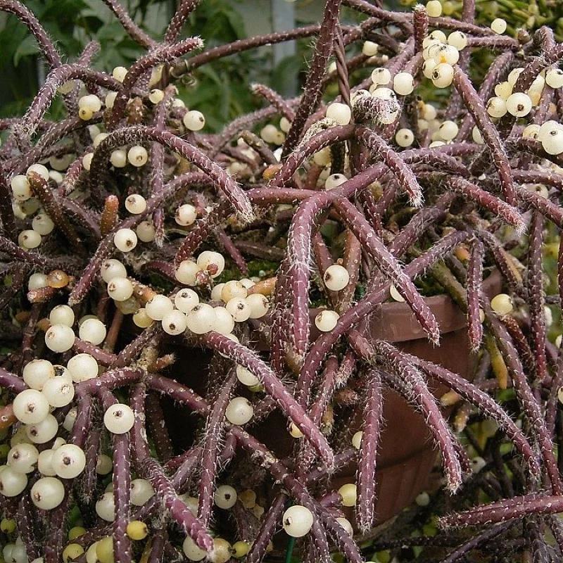 Rhipsalis baccifera pendente em vaso, com hastes finas e frutos brancos