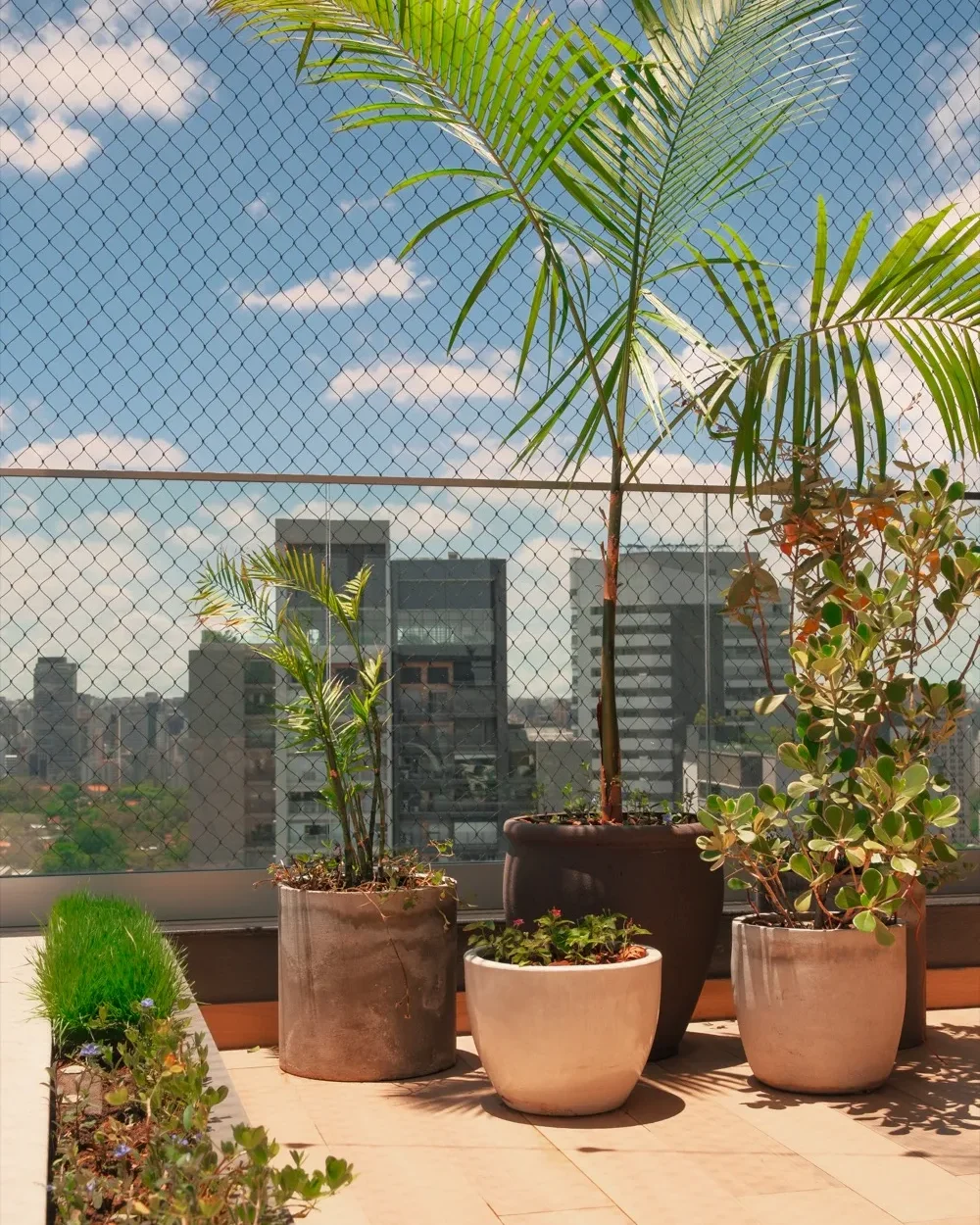 Terraço de cobertura em São Paulo a pleno sol, com palmeiras e arbustos em vasos de cimento e o skyline ao fundo