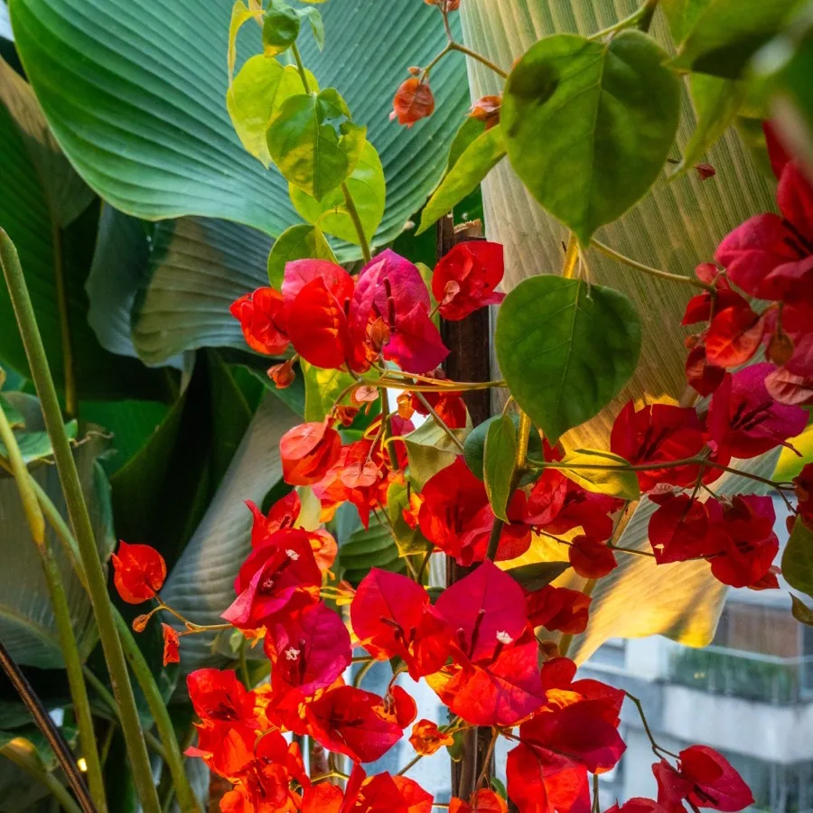 Bougainvillea