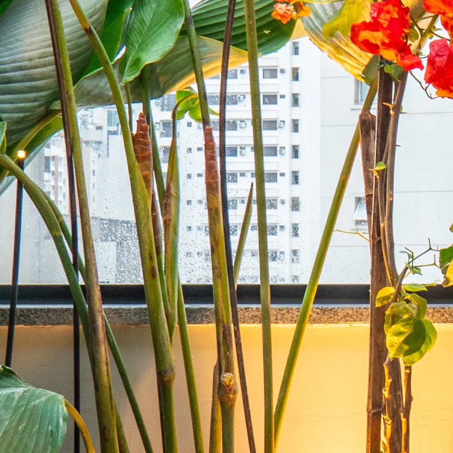 Hastes em espiral de Costus spiralis com inflorescências em cone, em terraço urbano