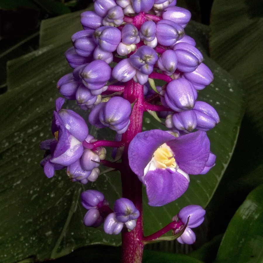 Dicorisandra em floração, com inflorescência azul-arroxeada sobre hastes altas