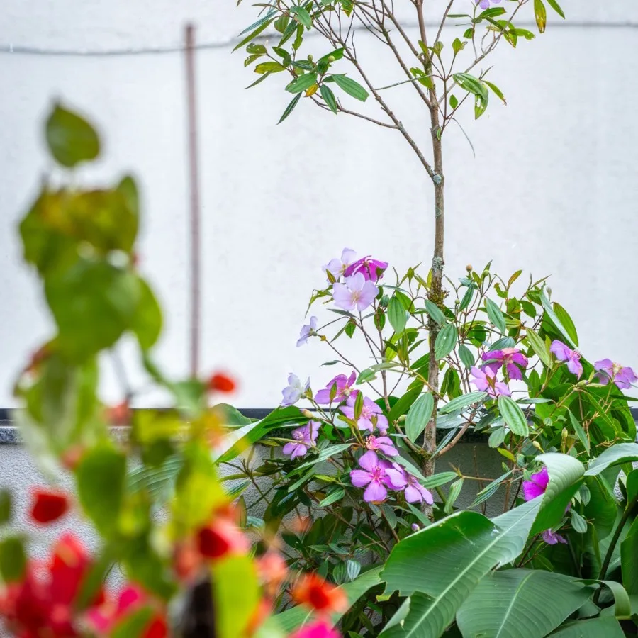 Manacá-da-serra em floração, com flores brancas e lilases sobre folhagem escura
