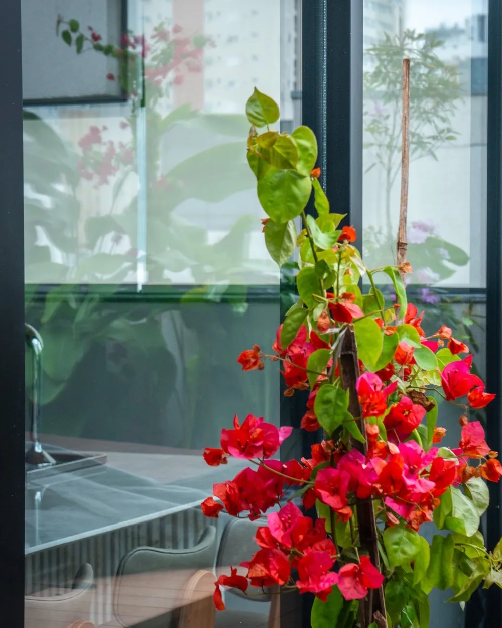 Seleção de espécies do Projeto Bougainvillea, com folhagens e floradas dispostas em composição