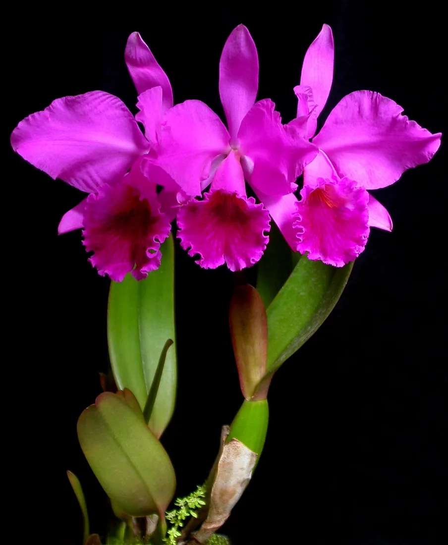 Cattleya