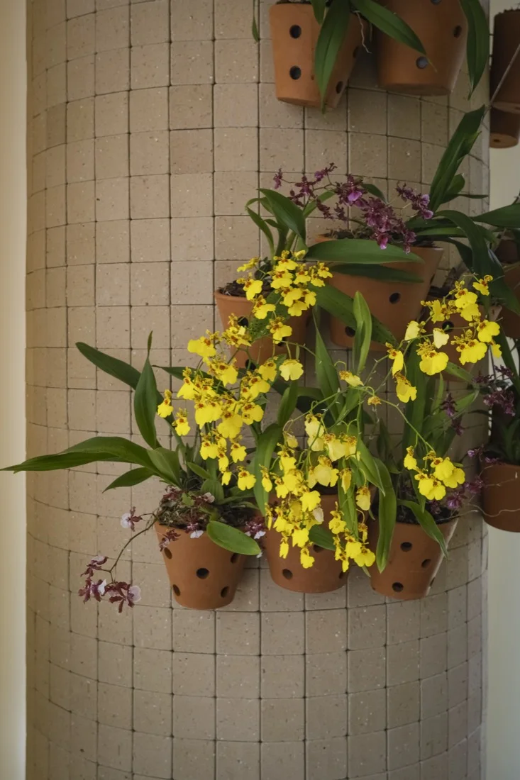 Vasos de barro fixados na parede com orquídeas chuva-de-ouro em floração amarela