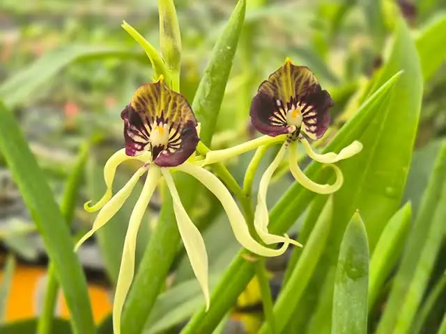 Encyclia
