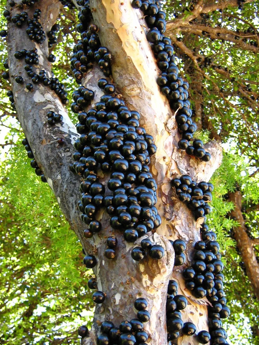 Jabuticabeira