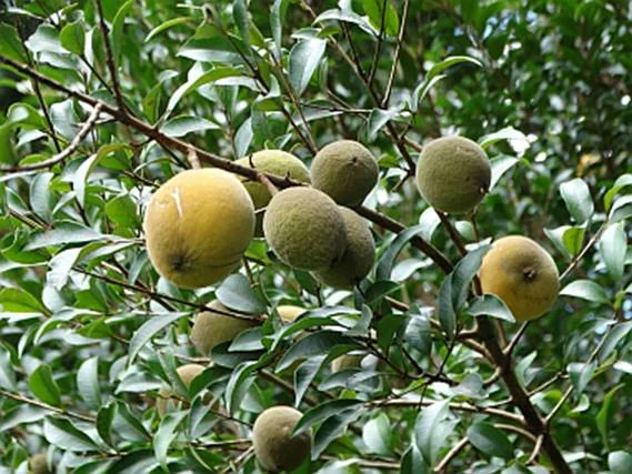 Uvaia