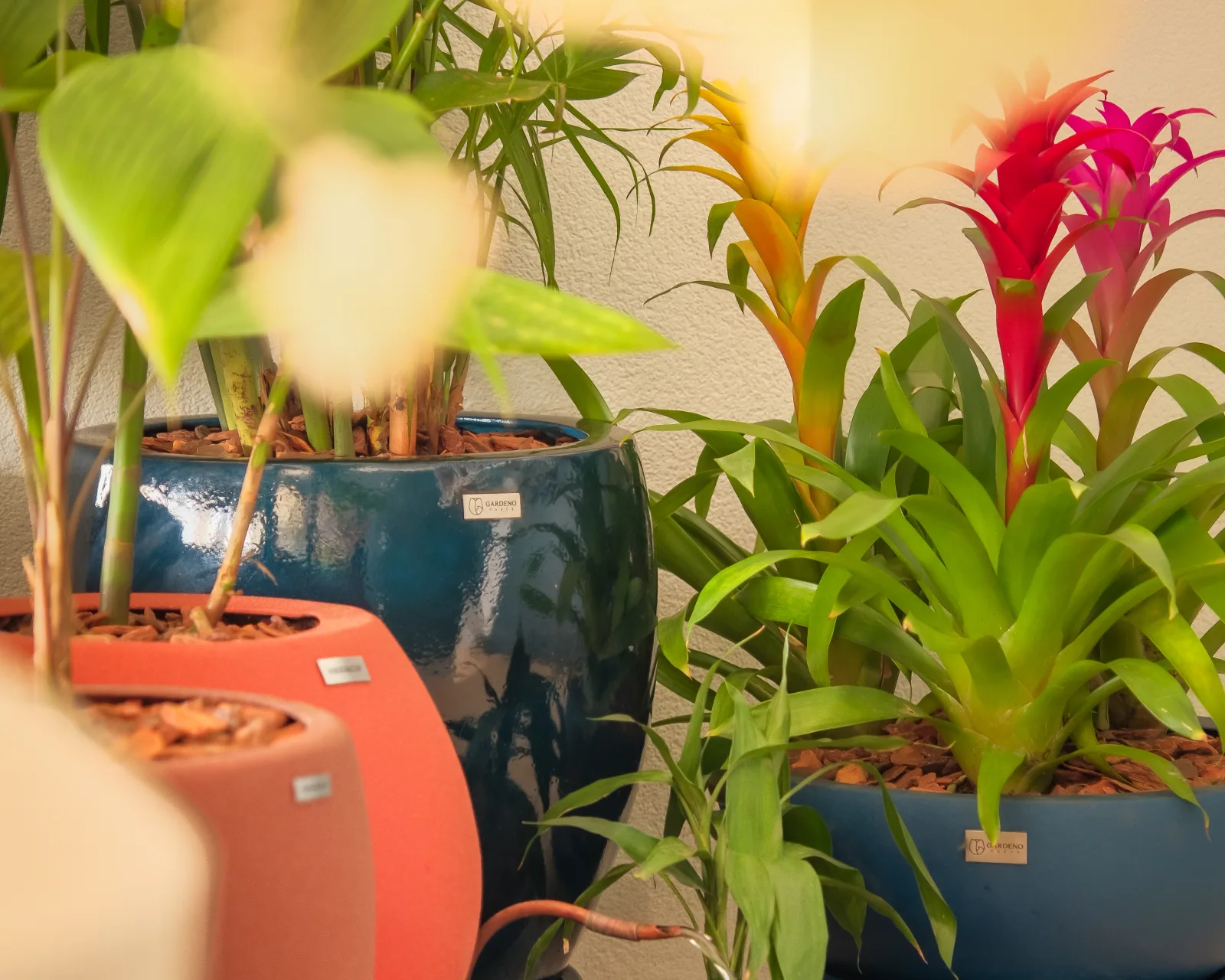 Composição de vasos assimétricos com bromélias e folhagens no jardim do Projeto Uvaia